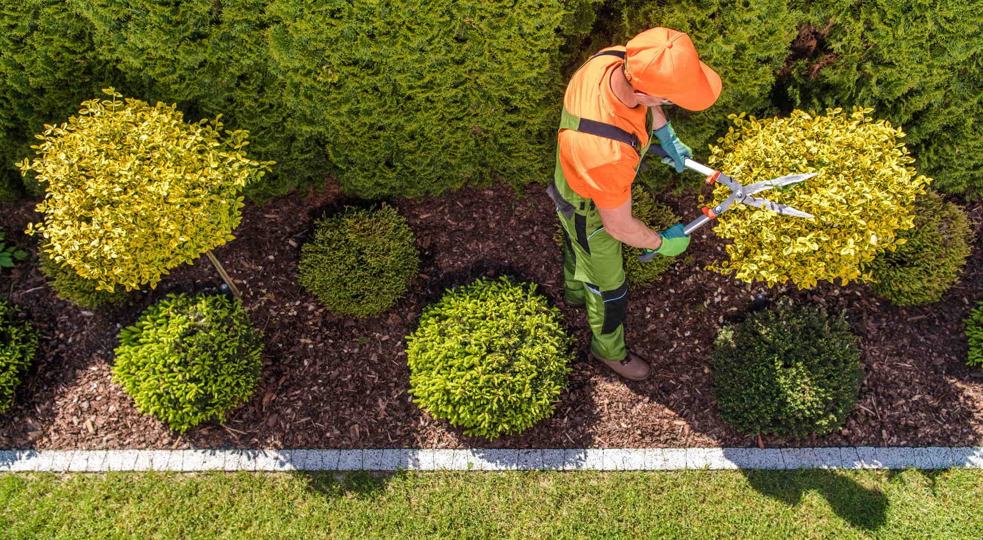 Gardener trimming bush