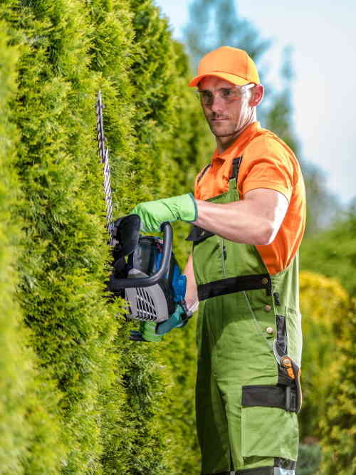 Gardener hedge trimming