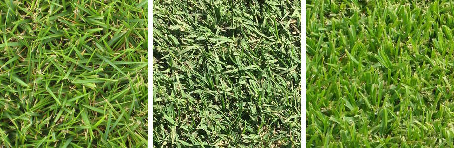 Compare Turf Varieties