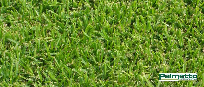 Palmetto Buffalo Lawn Turf