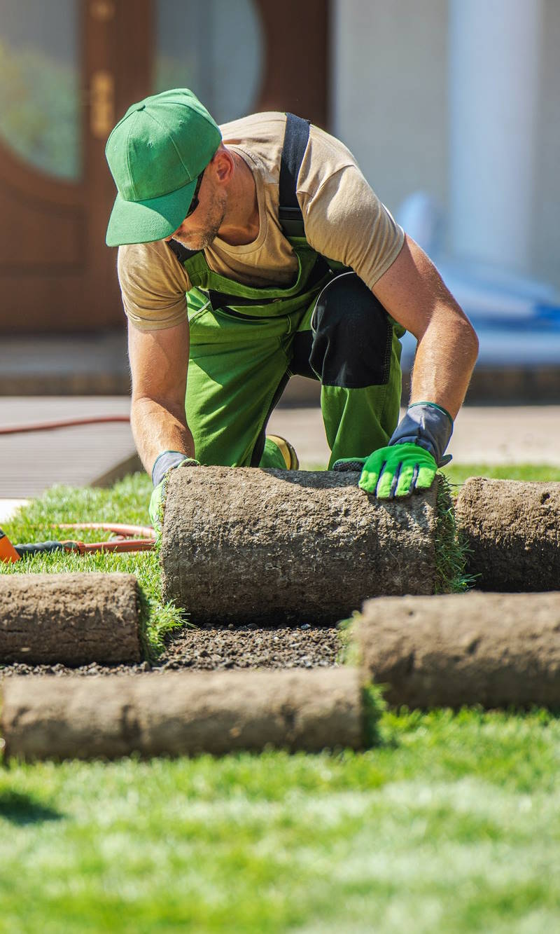 Professional landscaper installing new grass turf lawn